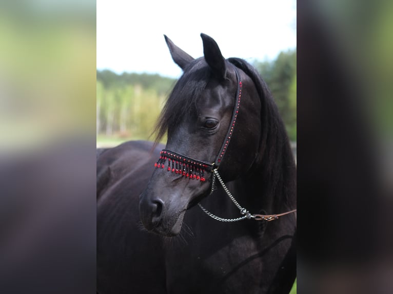 Vollblutaraber Stute 14 Jahre 154 cm Rappe in Santok