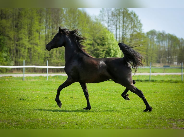 Vollblutaraber Stute 15 Jahre 149 cm Rappe in Kołbiel Vollblutaraber Stute 15 Jahre 149 cm Rappe in Kołbiel