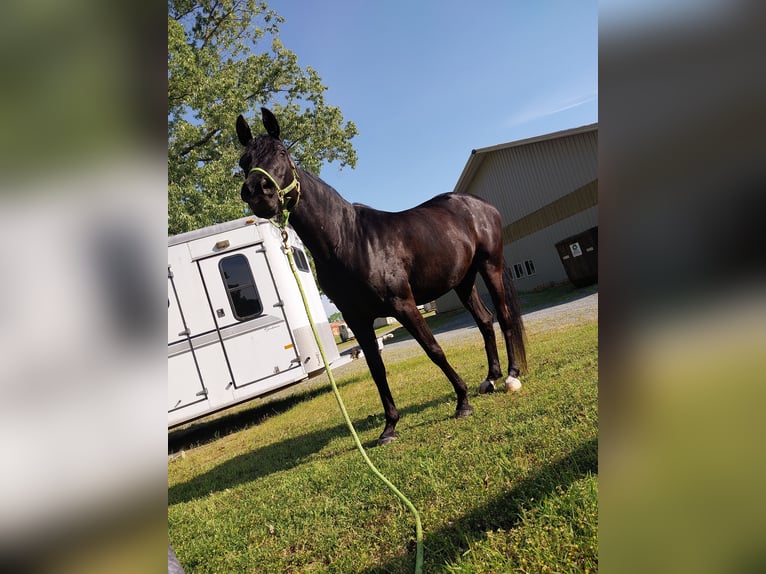 Vollblutaraber Stute 15 Jahre 152 cm Rappe in Durham