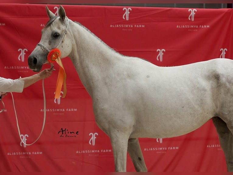 Vollblutaraber Stute 15 Jahre 152 cm Schimmel in Picauville