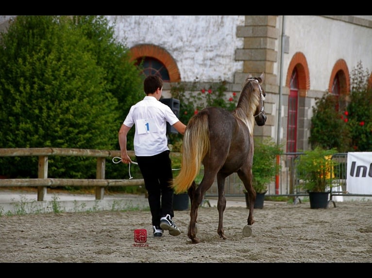 Vollblutaraber Stute 15 Jahre 152 cm Schimmel in Picauville