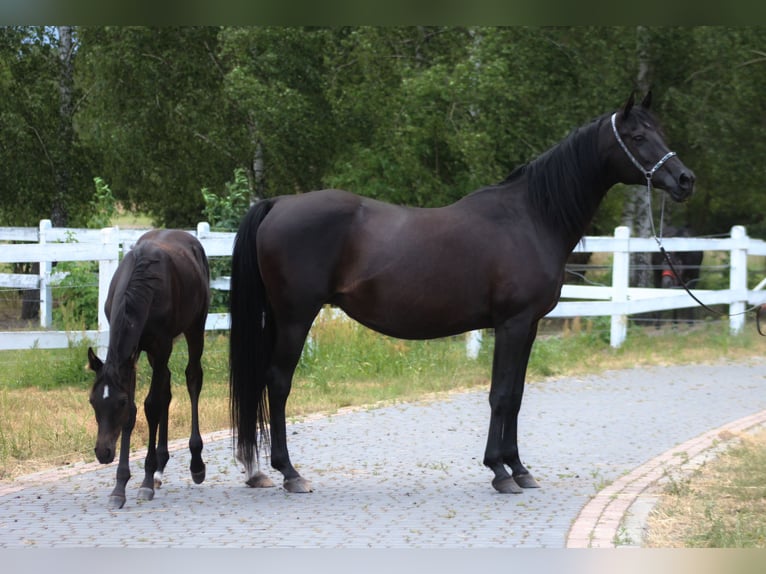 Vollblutaraber Stute 15 Jahre 154 cm Rappe in Santok