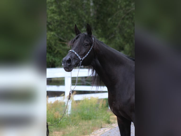 Vollblutaraber Stute 15 Jahre 154 cm Rappe in Santok