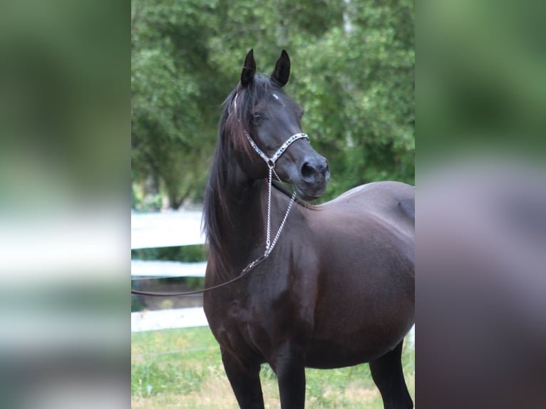 Vollblutaraber Stute 15 Jahre 154 cm Rappe in Santok