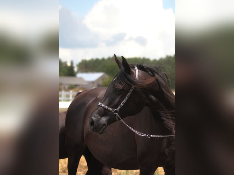 Vollblutaraber Stute 15 Jahre 154 cm Rappe in Santok