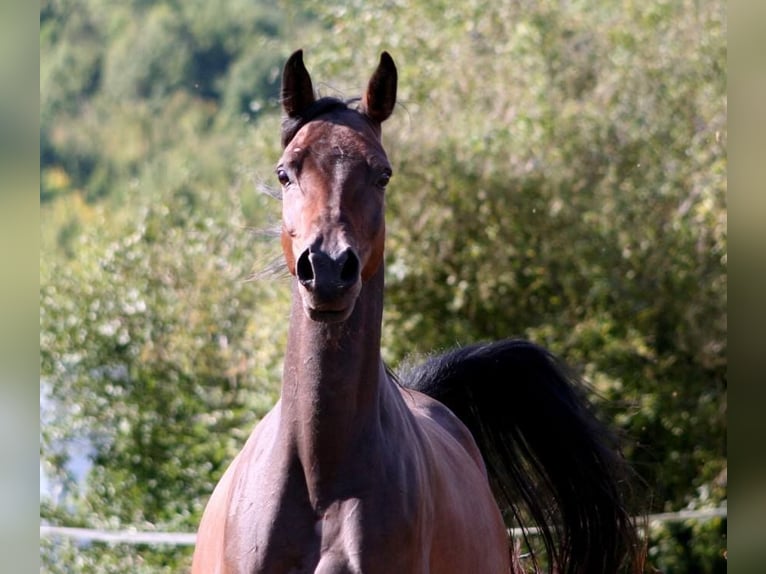 Vollblutaraber Stute 15 Jahre 154 cm Schwarzbrauner in Kraichtal