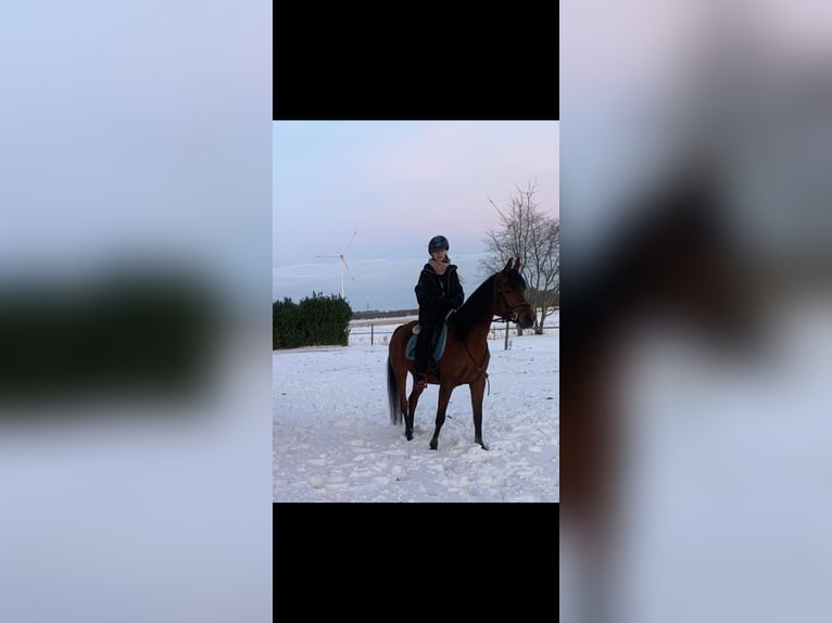 Vollblutaraber Stute 15 Jahre 155 cm Brauner in Rhede