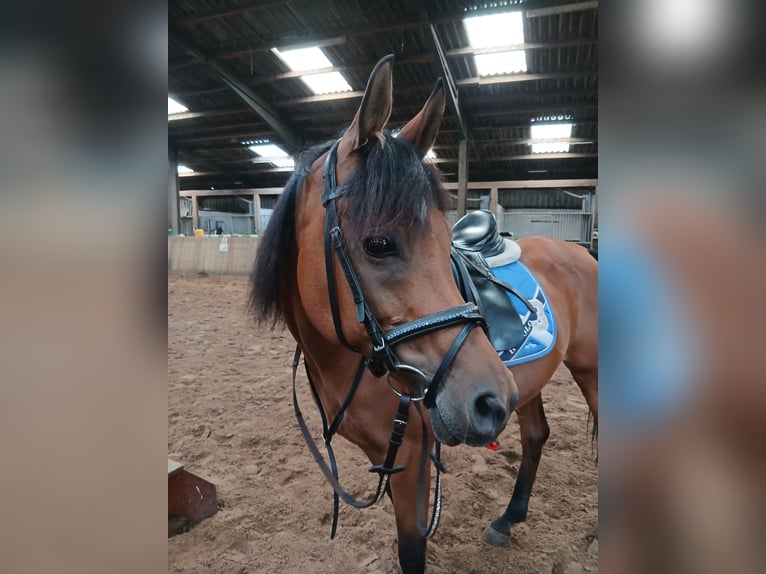 Vollblutaraber Stute 15 Jahre 155 cm Brauner in Rhede