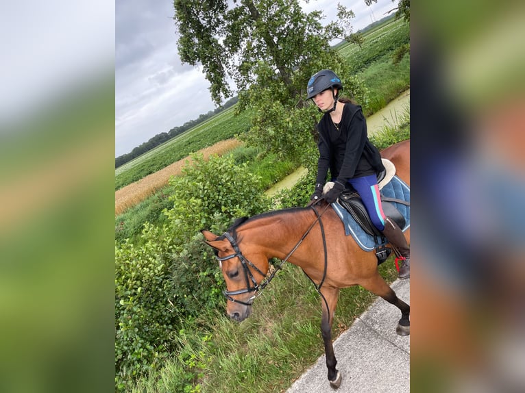 Vollblutaraber Stute 15 Jahre 155 cm Brauner in Rhede