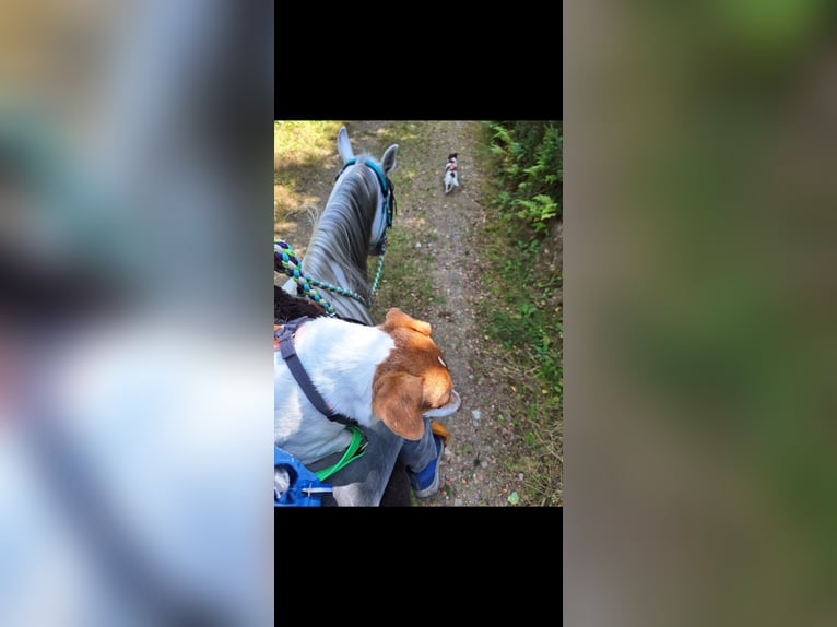 Vollblutaraber Mix Stute 16 Jahre 148 cm Schimmel in Kierspe