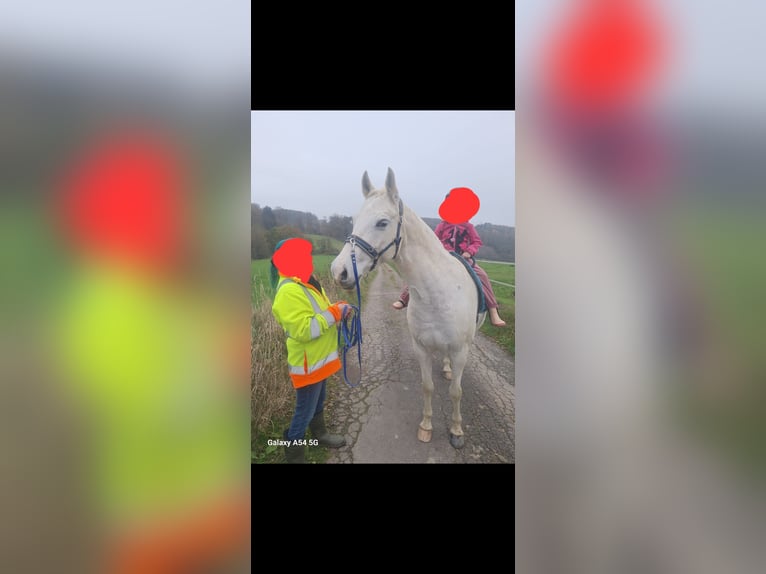 Vollblutaraber Mix Stute 16 Jahre 148 cm Schimmel in Kierspe