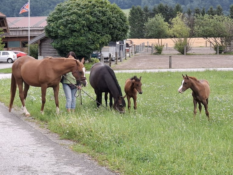 Vollblutaraber Stute 16 Jahre 156 cm Dunkelfuchs in Reichraming