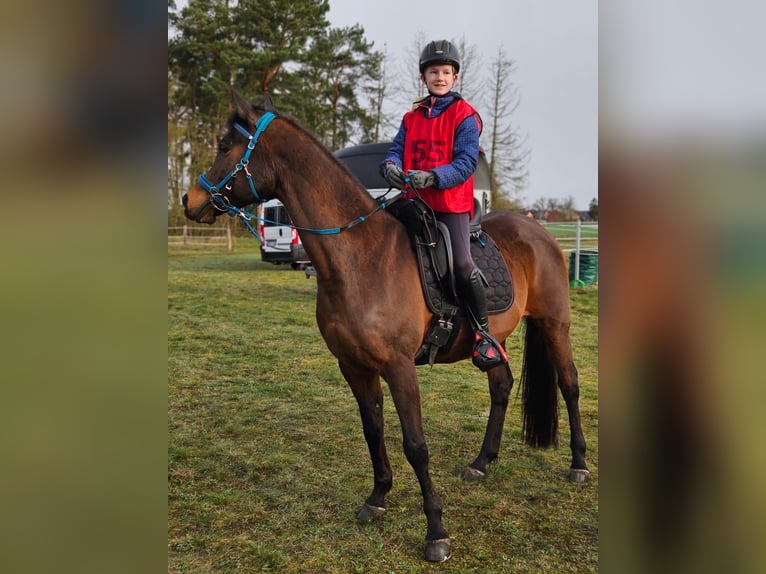 Vollblutaraber Stute 16 Jahre 157 cm Dunkelbrauner in Bienenb&#xFC;ttel