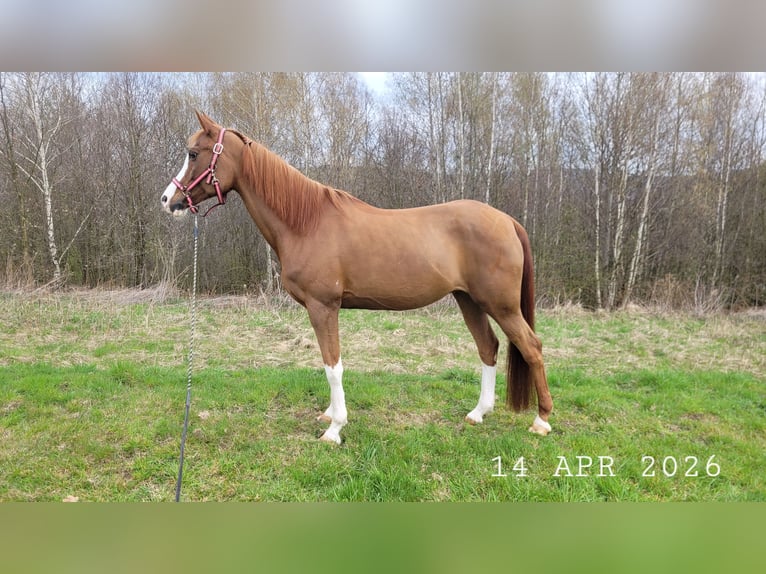 Vollblutaraber Stute 17 Jahre 148 cm Fuchs in Wadowice