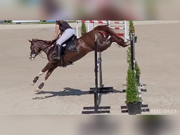 Vollblutaraber Stute 17 Jahre 148 cm Fuchs in Wadowice