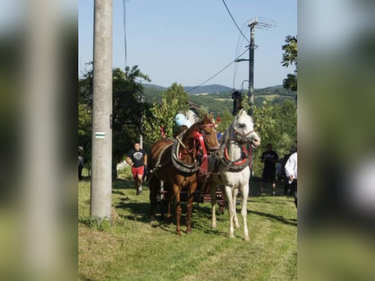 Vollblutaraber Mix Stute 17 Jahre 150 cm White in Jordan&#xF3;w