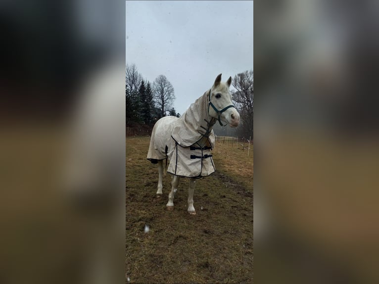 Vollblutaraber Mix Stute 17 Jahre 150 cm White in Jordan&#xF3;w