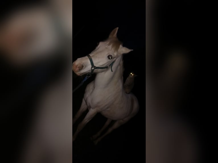 Vollblutaraber Mix Stute 17 Jahre 150 cm White in Jordan&#xF3;w