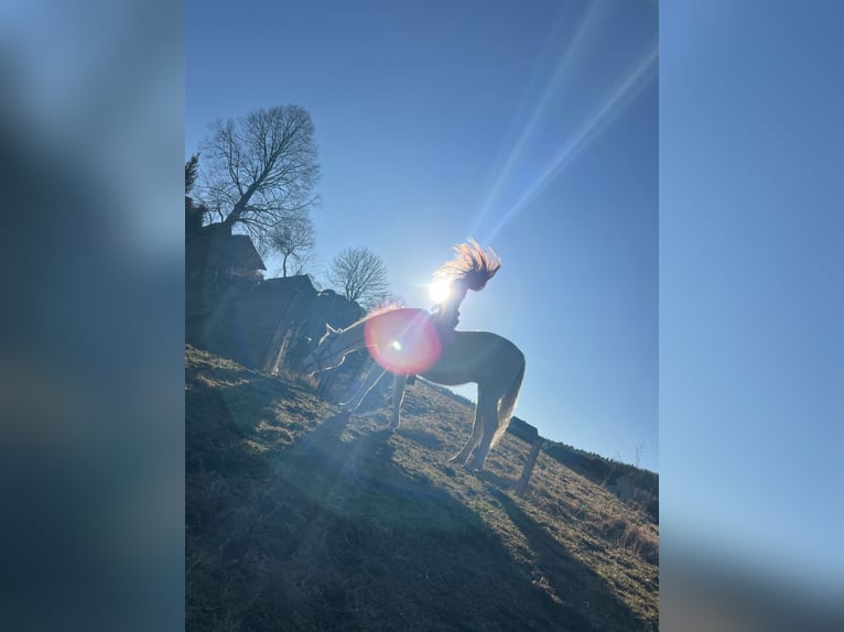 Vollblutaraber Mix Stute 17 Jahre 150 cm White in Jordan&#xF3;w