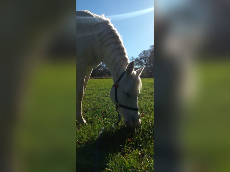 Vollblutaraber Mix Stute 17 Jahre 150 cm White in Jordan&#xF3;w