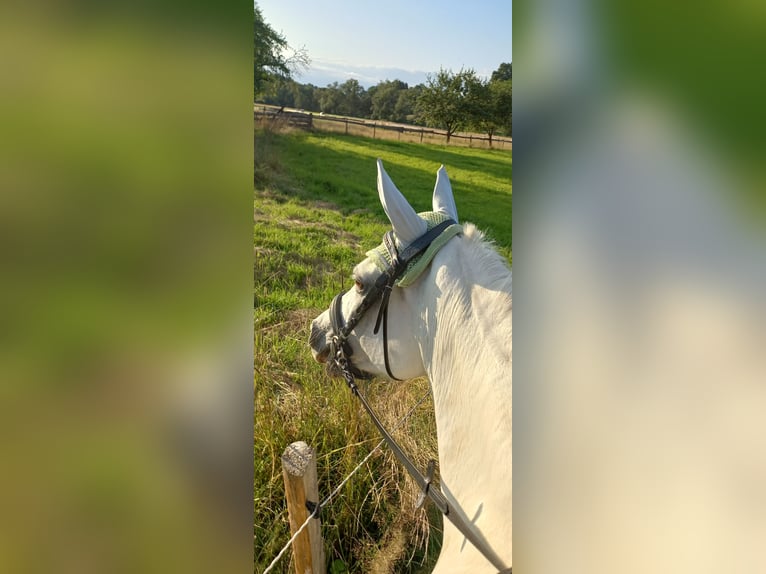 Vollblutaraber Mix Stute 17 Jahre 150 cm White in Jordan&#xF3;w