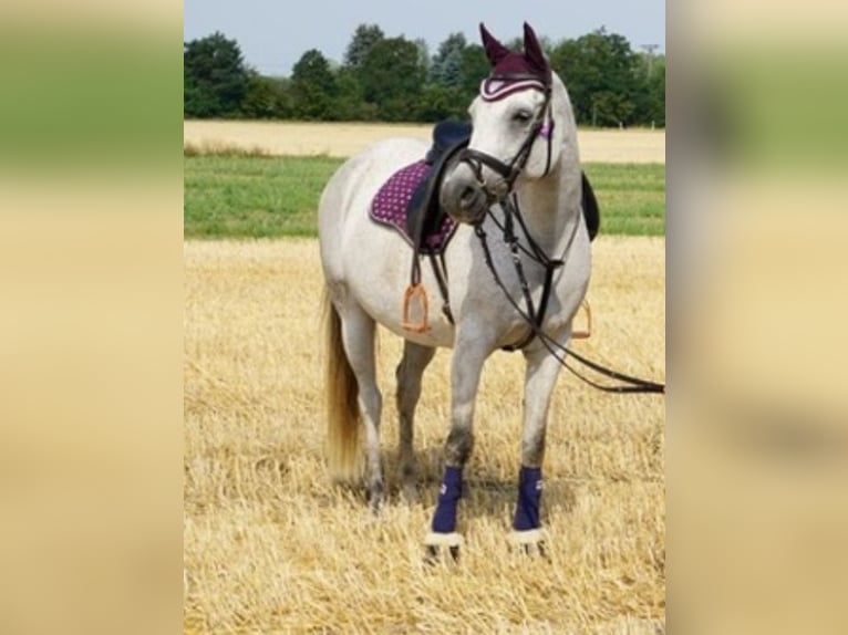 Vollblutaraber Stute 17 Jahre 153 cm Fliegenschimmel in Finsterwalde