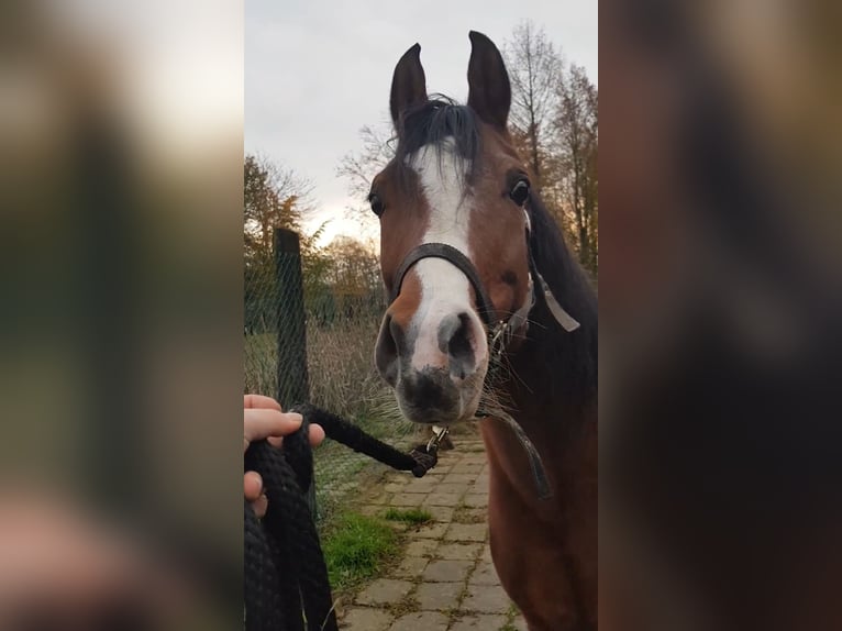 Vollblutaraber Stute 17 Jahre 155 cm Brauner in Boutersem
