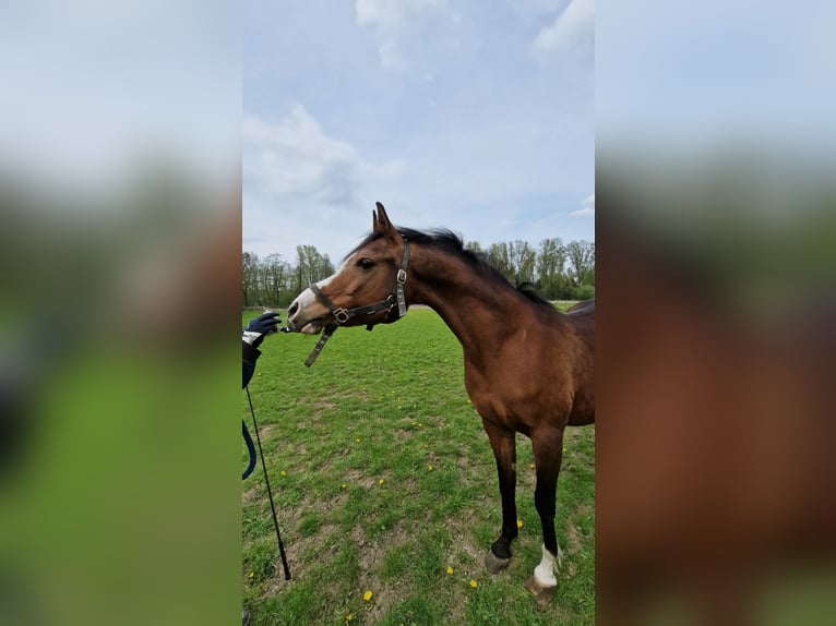 Vollblutaraber Stute 17 Jahre 155 cm Brauner in Boutersem