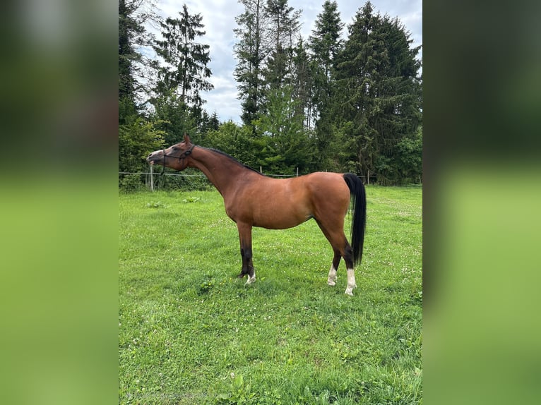 Vollblutaraber Stute 17 Jahre 155 cm Brauner in Boutersem