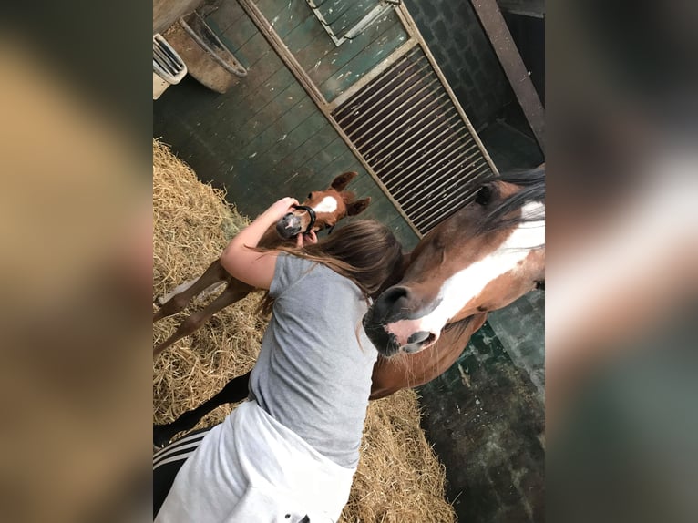 Vollblutaraber Stute 17 Jahre 155 cm Brauner in Boutersem