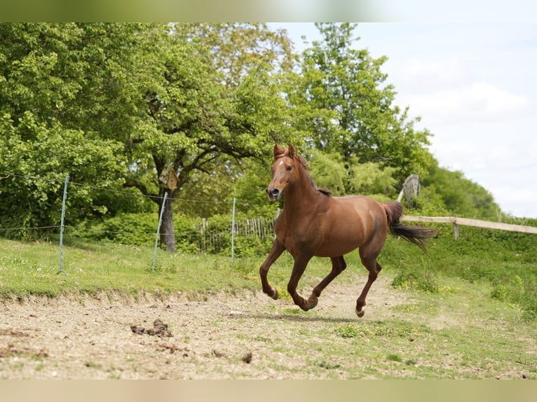 Vollblutaraber Stute 17 Jahre 156 cm Fuchs in Rotenburg an der Fulda