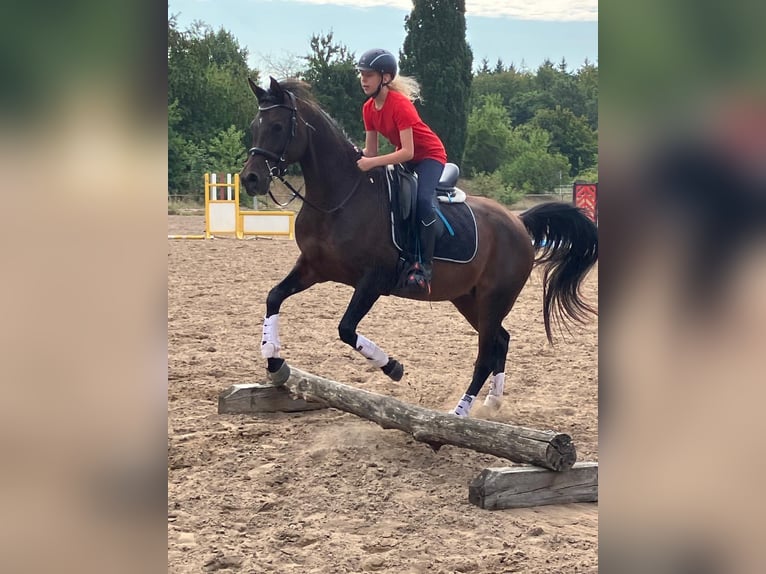 Vollblutaraber Stute 17 Jahre 157 cm Dunkelbrauner in Bienenbüttel