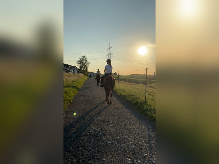 Vollblutaraber Stute 19 Jahre 148 cm Fuchs in Kempten