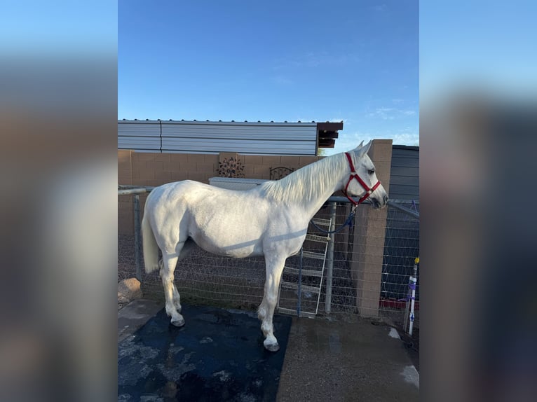 Vollblutaraber Stute 19 Jahre 152 cm Schimmel in Phoenix
