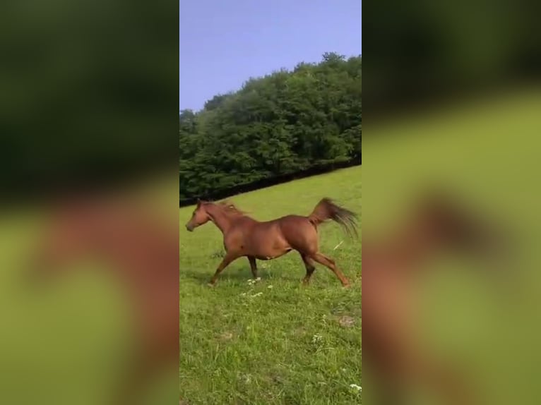 Vollblutaraber Stute 19 Jahre 154 cm Fuchs in W&#xF6;lfershausenMeiningen