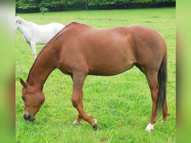 Vollblutaraber Stute 19 Jahre 154 cm Fuchs in W&#xF6;lfershausenMeiningen