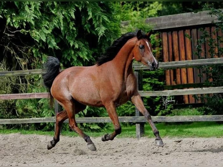 Vollblutaraber Stute 19 Jahre 157 cm Brauner in Allenfeld
