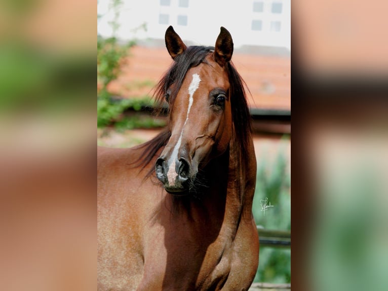 Vollblutaraber Stute 19 Jahre 157 cm Brauner in Allenfeld