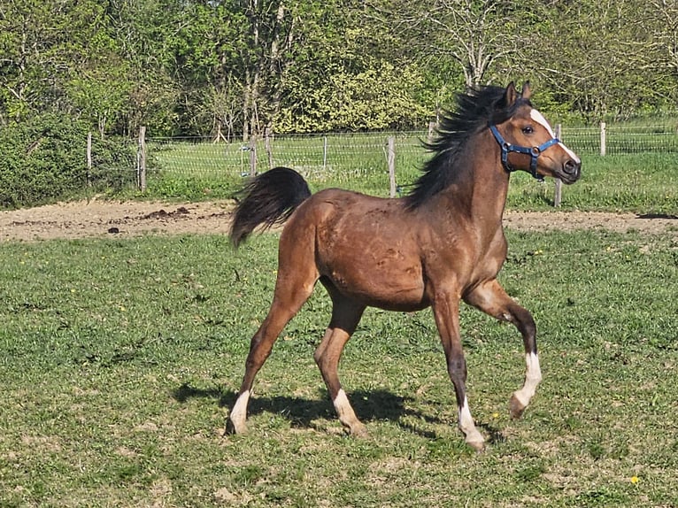 Vollblutaraber Stute 1 Jahr 140 cm Brauner in ARMILLAC