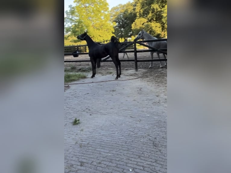 Vollblutaraber Stute 1 Jahr 150 cm Rappe in Uddel