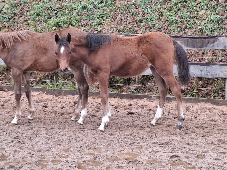 Vollblutaraber Stute 1 Jahr 152 cm Brauner in Kirchzell