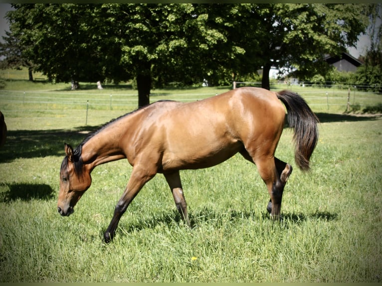 Vollblutaraber Stute 1 Jahr 152 cm Brauner in Krumbach