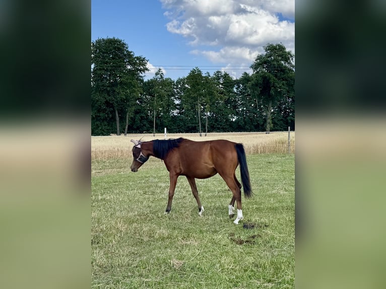 Vollblutaraber Stute 1 Jahr 152 cm Dunkelfuchs in Rafa&#x142;&#xF3;w