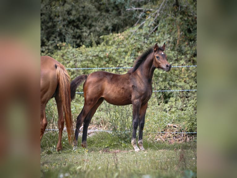 Vollblutaraber Stute 1 Jahr 153 cm Dunkelbrauner in Olsbrücken