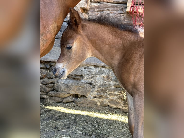 Vollblutaraber Stute 1 Jahr 153 cm Dunkelbrauner in Stuhlfelden