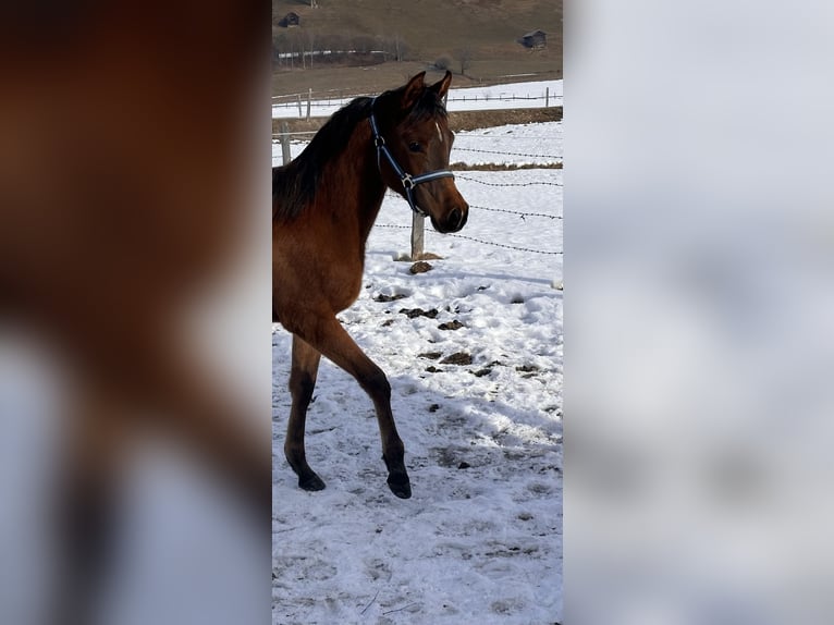 Vollblutaraber Stute 1 Jahr 153 cm Dunkelbrauner in Stuhlfelden