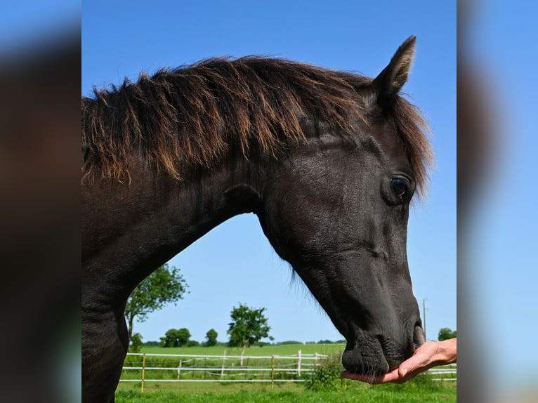 Vollblutaraber Stute 1 Jahr 153 cm Rappe in La Boussac