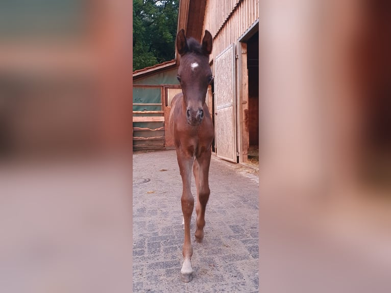 Vollblutaraber Stute 1 Jahr 153 cm Rappe in Espelkamp