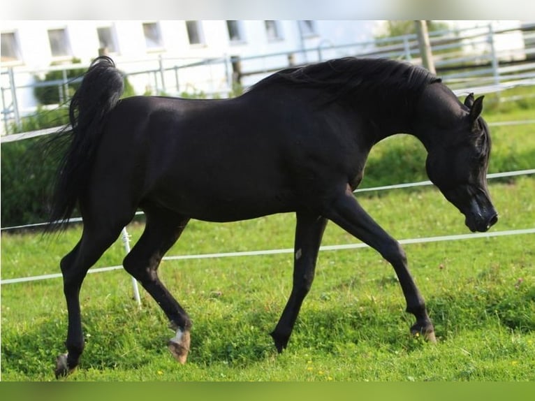 Vollblutaraber Stute 1 Jahr 153 cm Rappe in Espelkamp