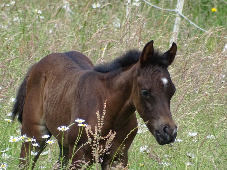 Vollblutaraber Stute 1 Jahr 153 cm Rappe in Espelkamp